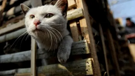 Cum au fost salvate de la moarte 3.000 de pisici