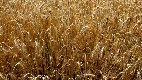 Ne pregatim pentru o criza mondiala a graului?