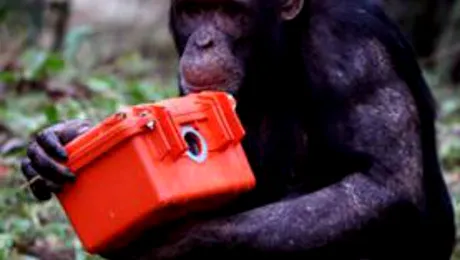 Cele mai ciudate 10 infracțiuni