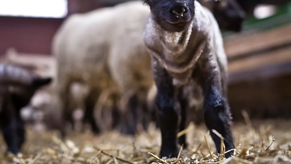 Peste 1.000 de ferme europene, afectate de un virus care omoară oile