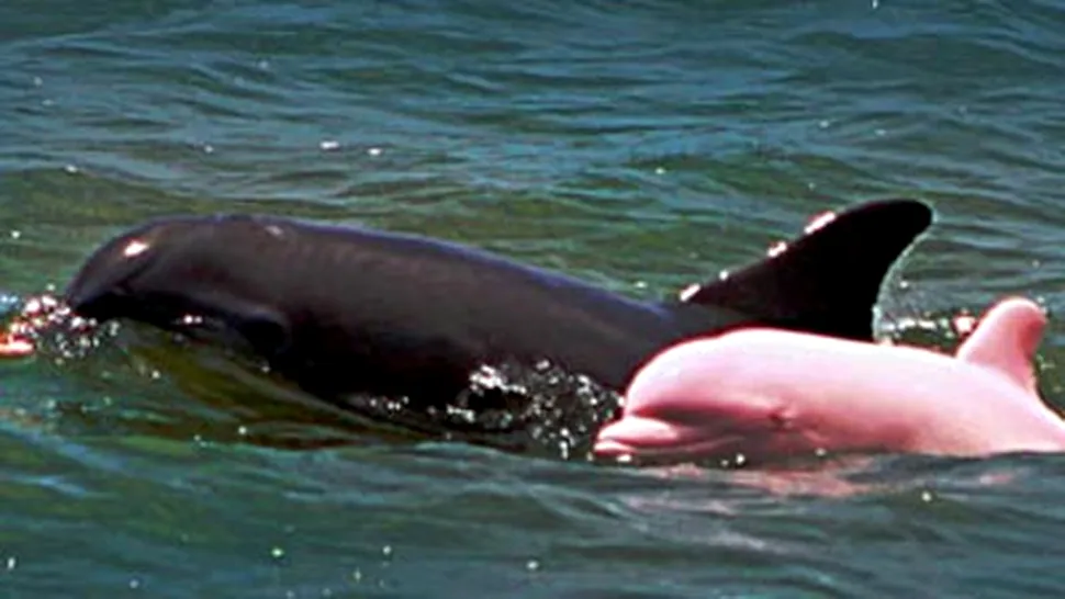 Delfinul roz, noua vedeta a turismului din Louisiana (Poze&Video)