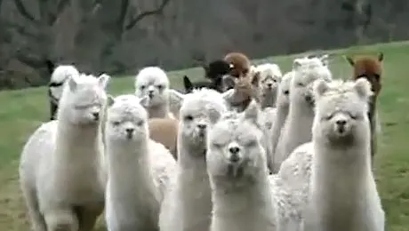 Asta se întâmplă când animalele atacă oamenii (Video)