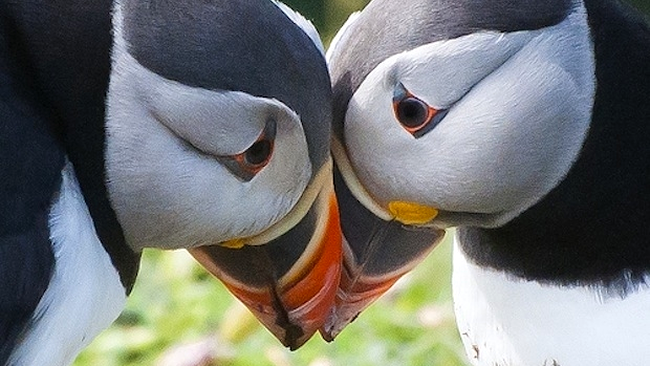 împerechere pe viață