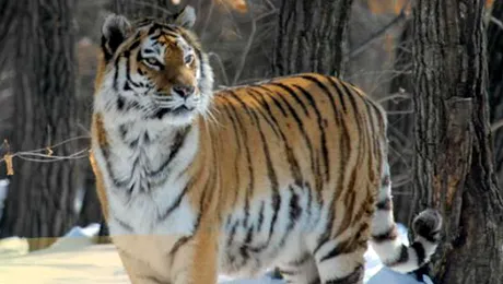 Nat Geo Wild prezintă: Destination Wild