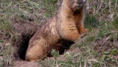 De ce hibernează animalele?