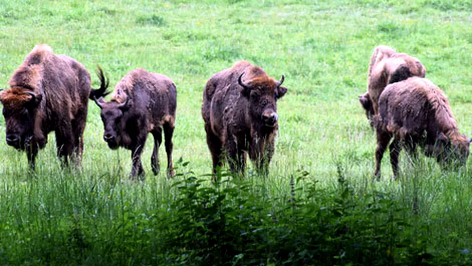 Aproximativ 30 de zimbri vor fi aduși anul acesta în situl Natura 2000 Munții Țarcu