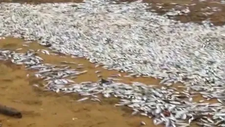 Inca doua milioane de pesti morti in Statele Unite