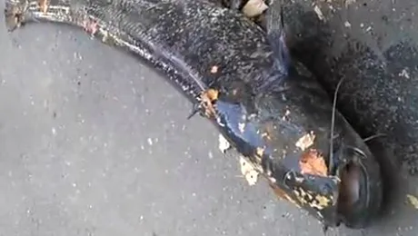 Monstrul din Dambovita (Video)