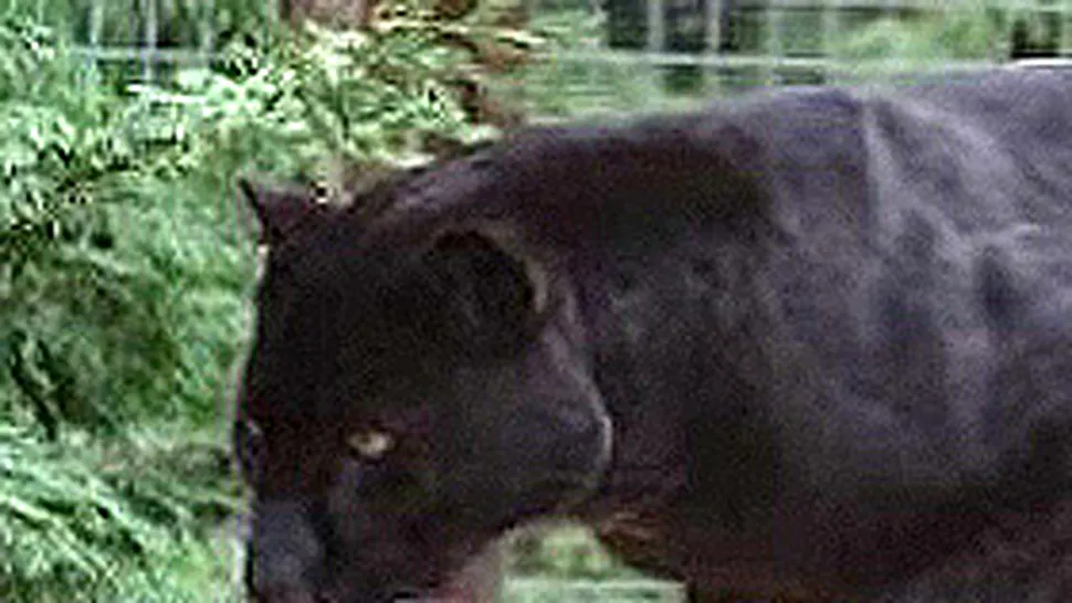 Jaguarul de la Zoo Baneasa a murit din cauza stresului
