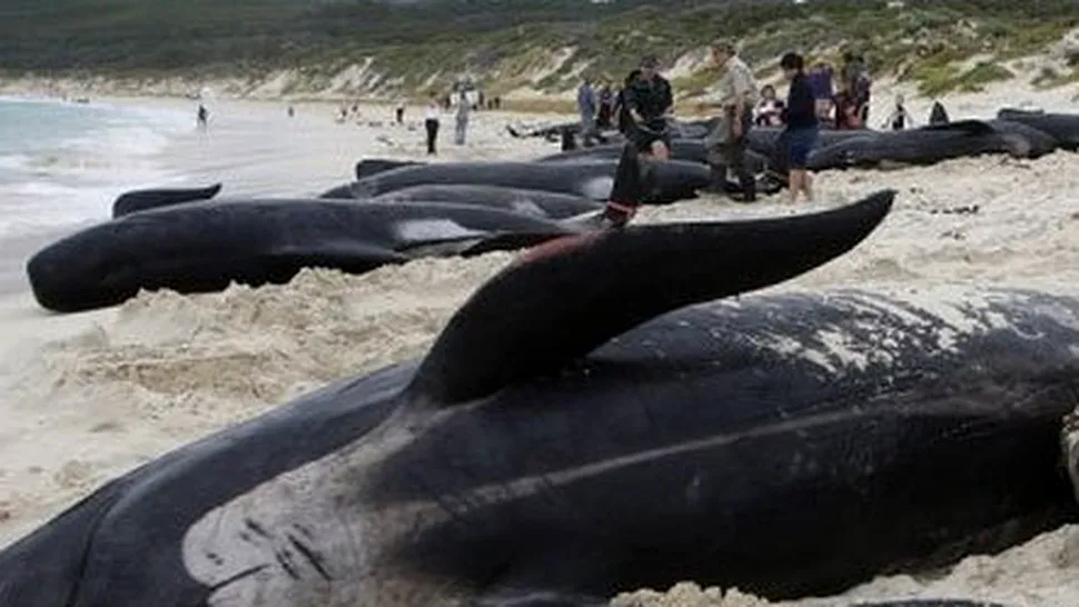 21 de balene au pierit pe o plaja din sudul Australiei