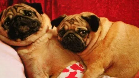 Prinși în flagrant