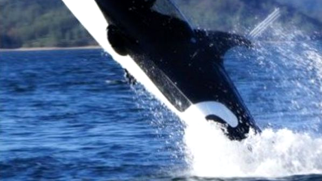 Ucigaș de balene acvatic