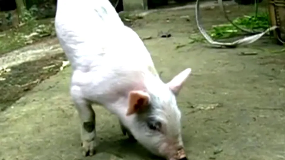 Porcul cu două picioare (Video)