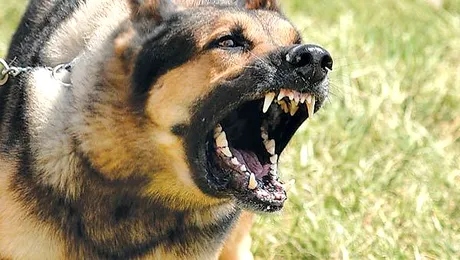 Pot animalele să comunice?