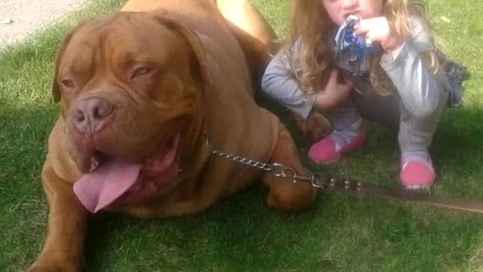 O fetiță de 4 ani a fost ucisă de propriul câine