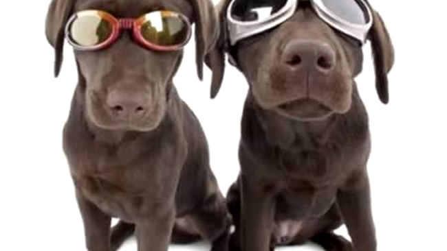 Ochelarii pentru animale