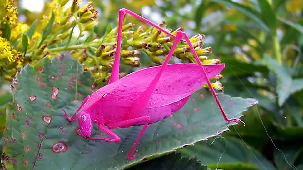 Greierul roz, una dintre cele mai rare insecte (Poze)