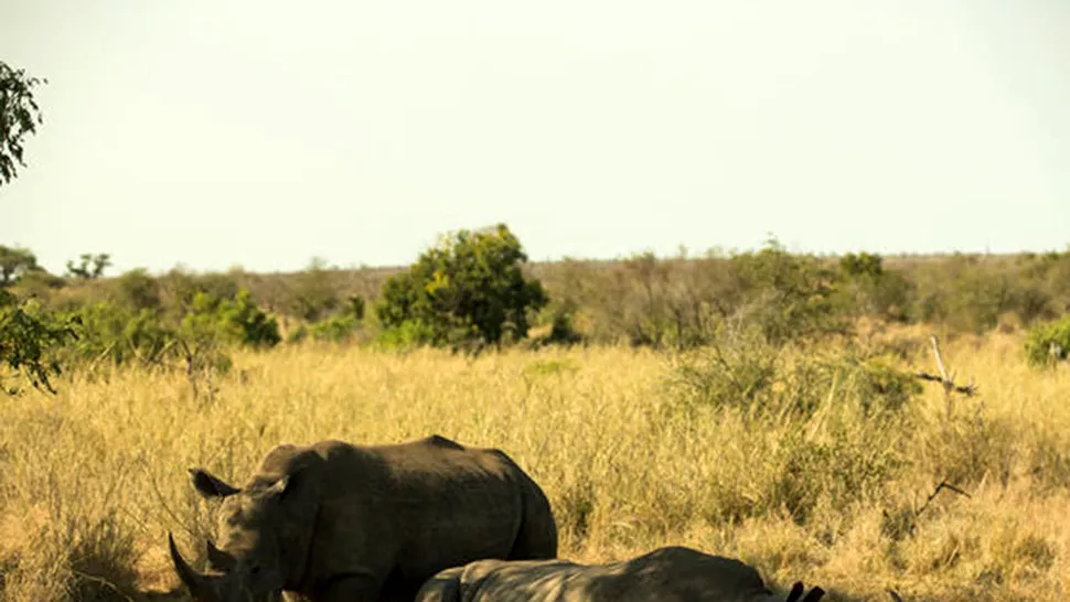 Cel mai mare furt de coarne de rinocer din istoria Africii de Sud