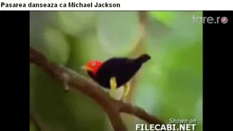 Billie Jean is not my bird! Billie Jean is not my dog!