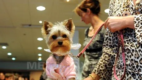 Primul hotel pentru animale se deschide in Bucuresti