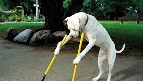 Stapanii care nu ridica fecalele cainilor pot fi gasiti dupa ADN-ul animalului