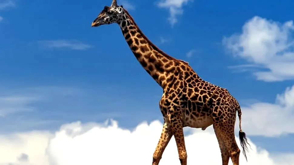 De ce girafa are gâtul lung? 