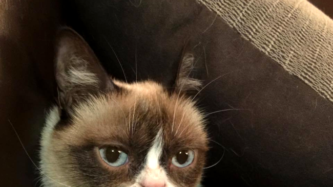 grumpy cat