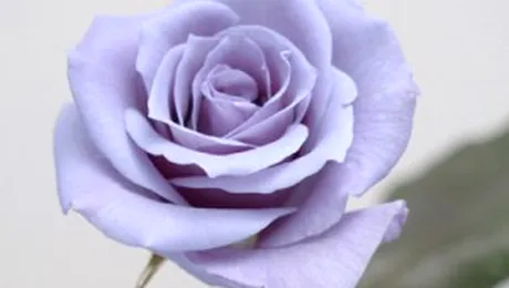 Trandafirii albastri li se alatura celor albi, rosii si galbeni