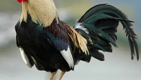 Criza economica afecteaza lumea necuvantatoarelor! (VIDEO)