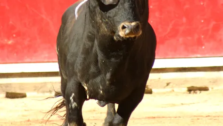 Faze dure cu tauri la corida pe strazi (Video)