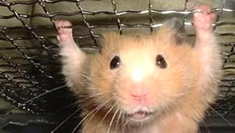 Politia germana nu este in stare sa prinda un soarece