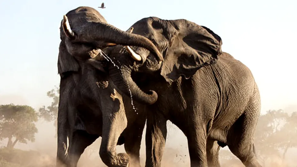 Un elefant atacă o mașină cu turiști, în Africa de Sud (Video)