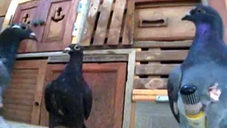 Folosea porumbei pentru a face contrabandă cu țigări (Video)