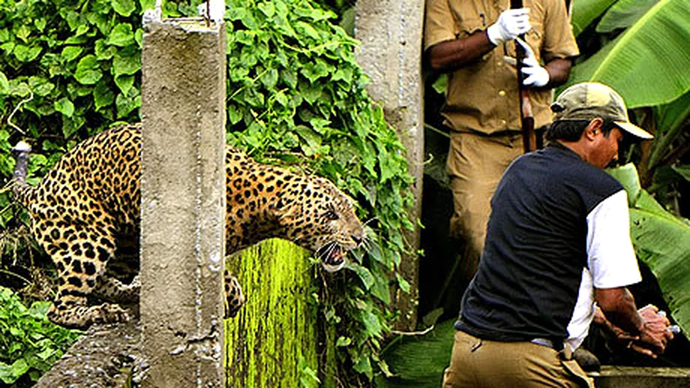 Un leopard rezistent la tranchilizante a mutilat sase oameni (Poze)