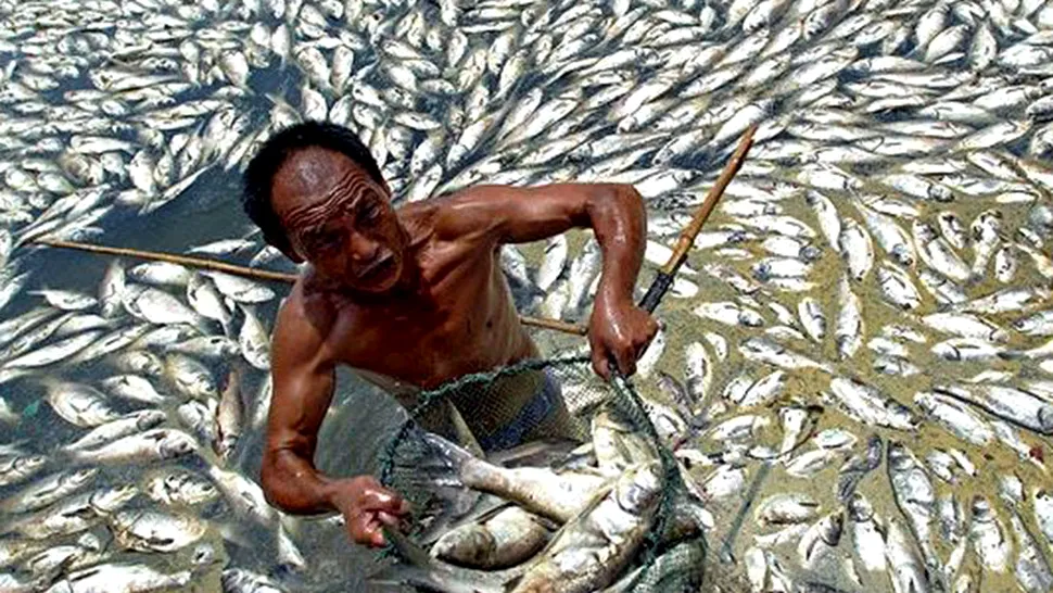 Misterul anului 2014: de ce mor peștii pe capete? 