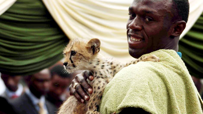 Usain Bolt si ghepardul