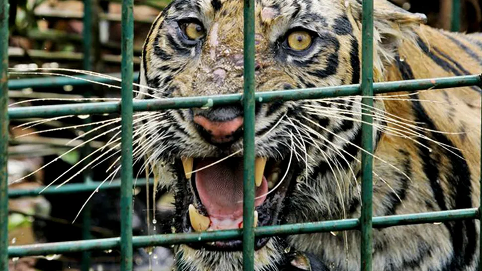 Bărbat ucis de tigri, la o grădină zoologică din Italia