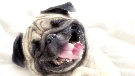 Zooland.ro prinde glas și vorbește pe limba animalului preferat!