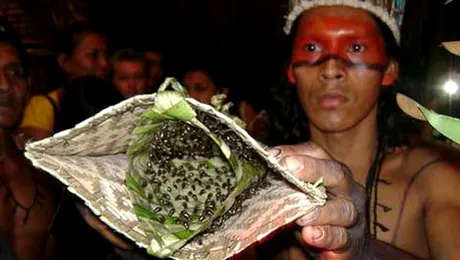 Înțepătura unei furnici, mai puternică decât glonțul (Video)