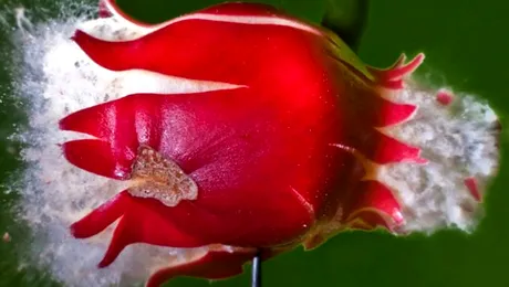 High-Speed Photography: arta de a captura momentul la milisecunda (Foto)