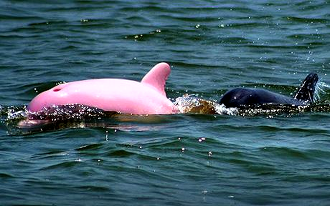 delfin roz