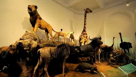 Record de vizitatori la muzeul Antipa, in prima luna de la redeschidere