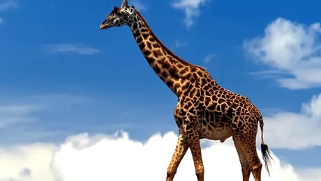 De ce girafa are gâtul lung?