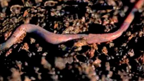 Ramele vor fi in serviciul Jocurilor Olimpice de la Beijing