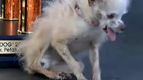 A murit Yoda, cel mai urât câine din lume