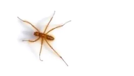 Cea mai rara specie de muste din lume, redescoperita in Kenya