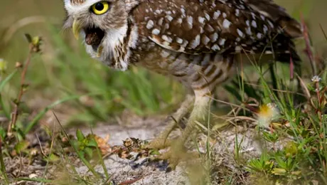 Cât costă voma de bufniță