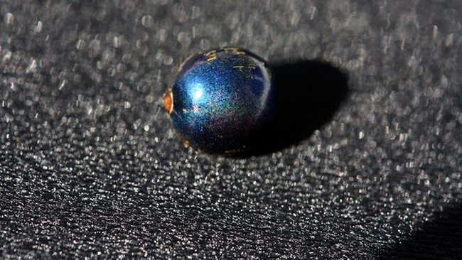 fruct de pollia condensata