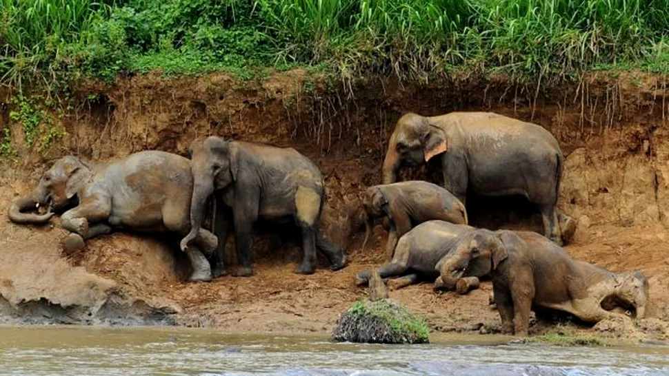 O turmă de elefanți a atacat un sat după ce un animal a fost omorât de tren