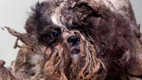 Sub ghemul de blana era ascuns un caine (Poze)